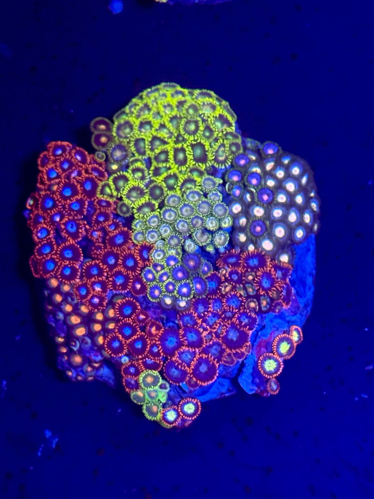 Soft Corals
