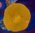 Sunrise Yellow Fungia