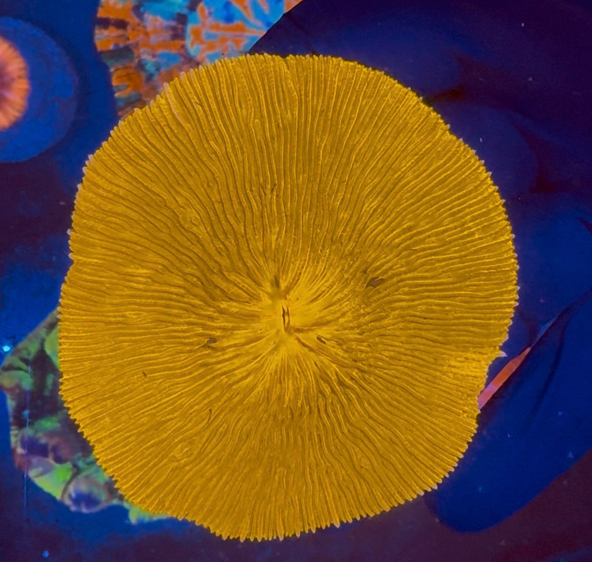 Sunrise Yellow Fungia