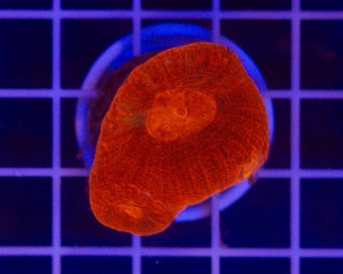 Aussia Aquacultured Bowerbanki