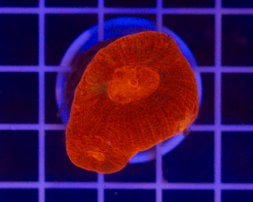 Aussia Aquacultured Bowerbanki
