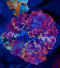 Rainbow Superman Indophyllia