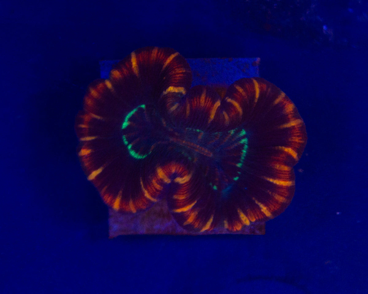 Aussie Lava Rim Trachyphyllia