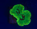 Neon Green Trachyphyllia