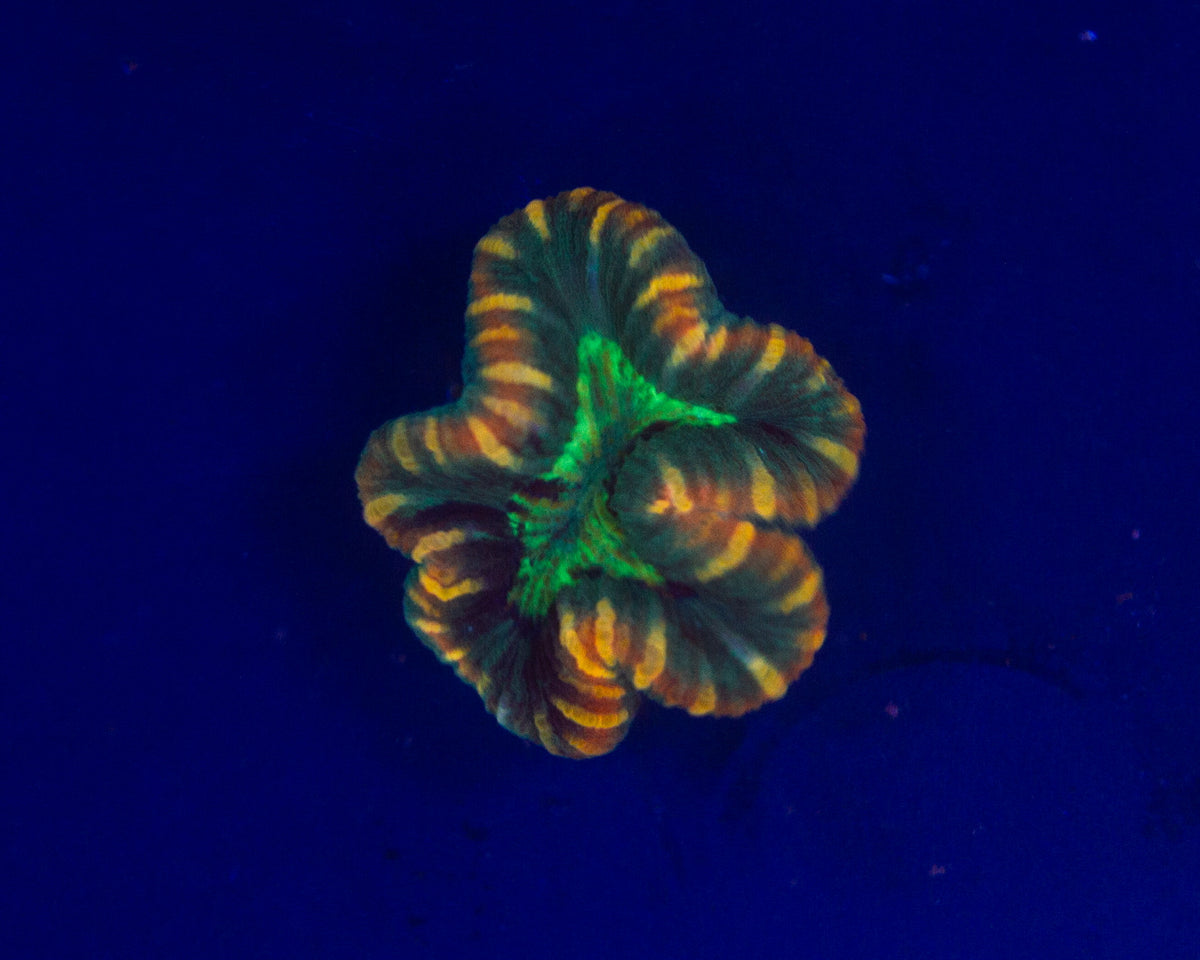 Rainbow Trachyphyllia