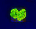 Toxic Green Barcode Trachyphyllia