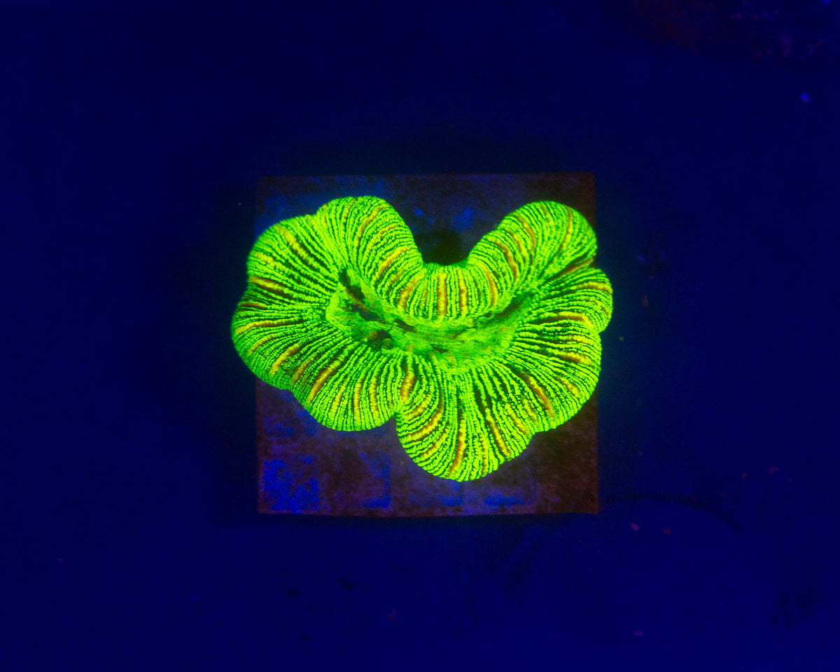 Toxic Green Barcode Trachyphyllia