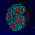 Aussie Aquacultured Acan Tri-Colour