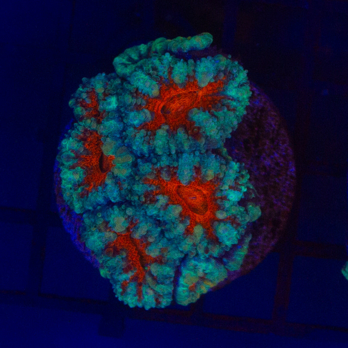 Aussie Aquacultured Acan Tri-Colour