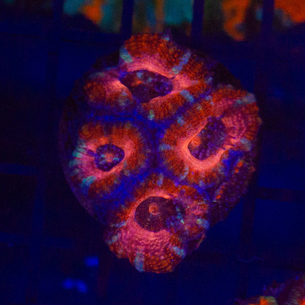 Rainbow Shortcake Acan