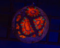 Premium Ultra Acan