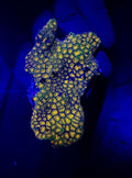 Leptastrea