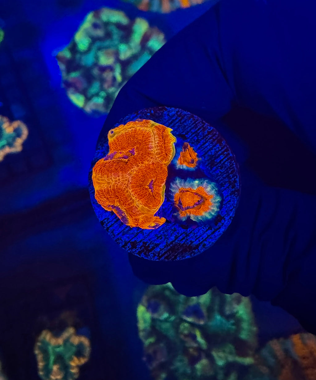 Mega Acan