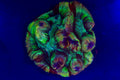 Rainbow Welsophyllia